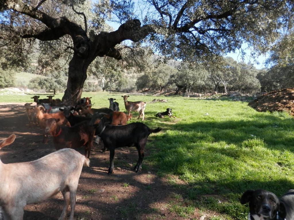 Apartamentos Rurales En Plena Sierra La Calera Eksteriør billede
